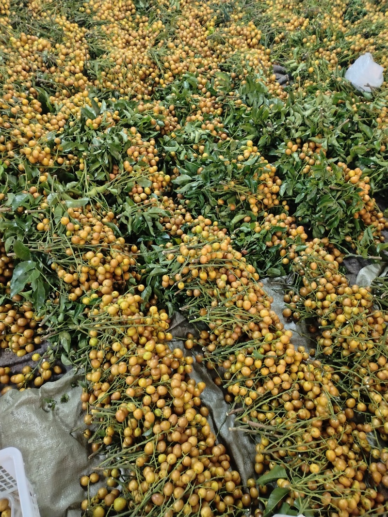 黑金刚黄皮果