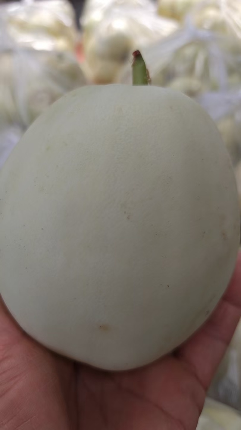 河南许昌鄢陵美浓甜瓜皮薄肉嫩软嫩清甜现摘现发