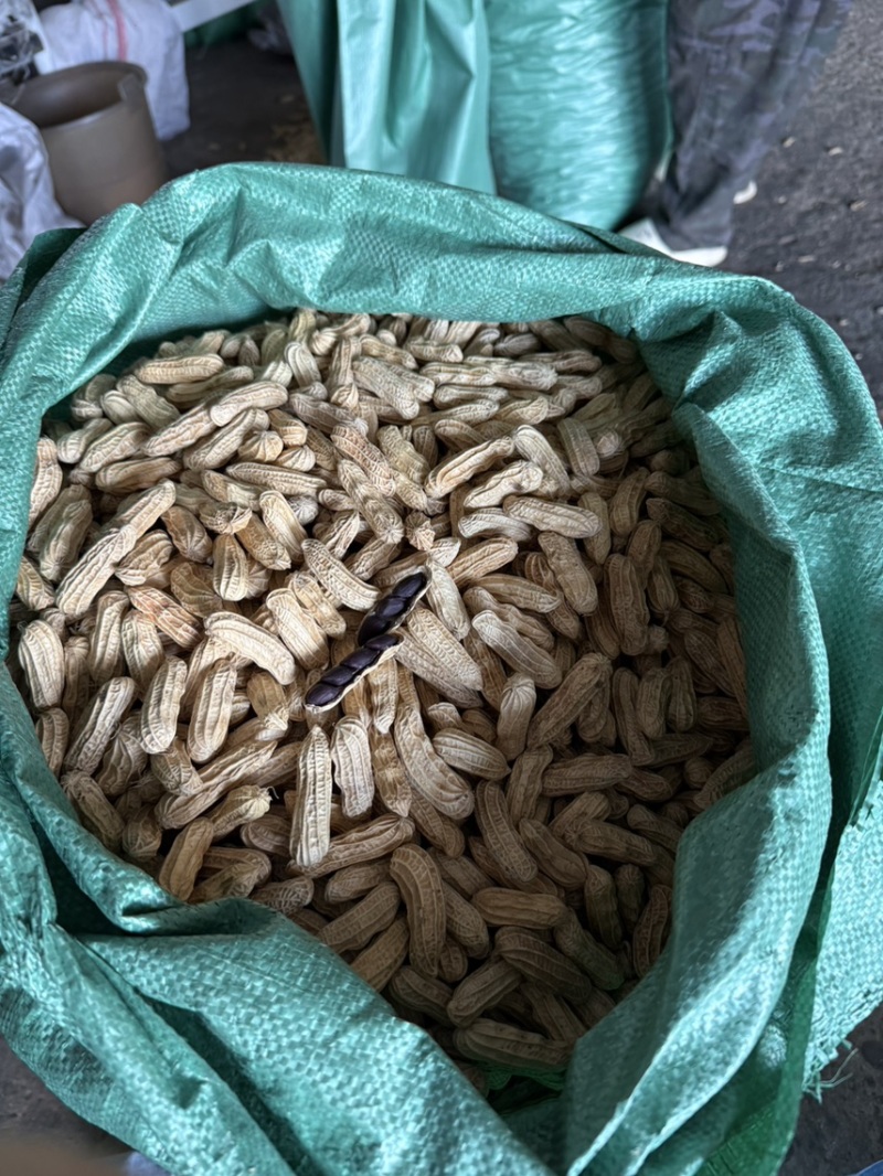 云南黑花生富硒机选带壳干货批发颗粒饱满口感甜糯
