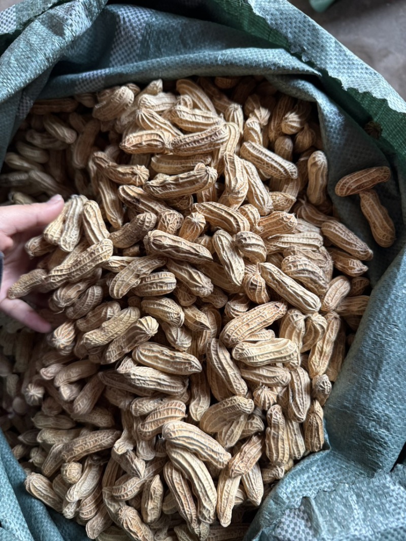 云南黑花生富硒机选带壳干货批发颗粒饱满口感甜糯