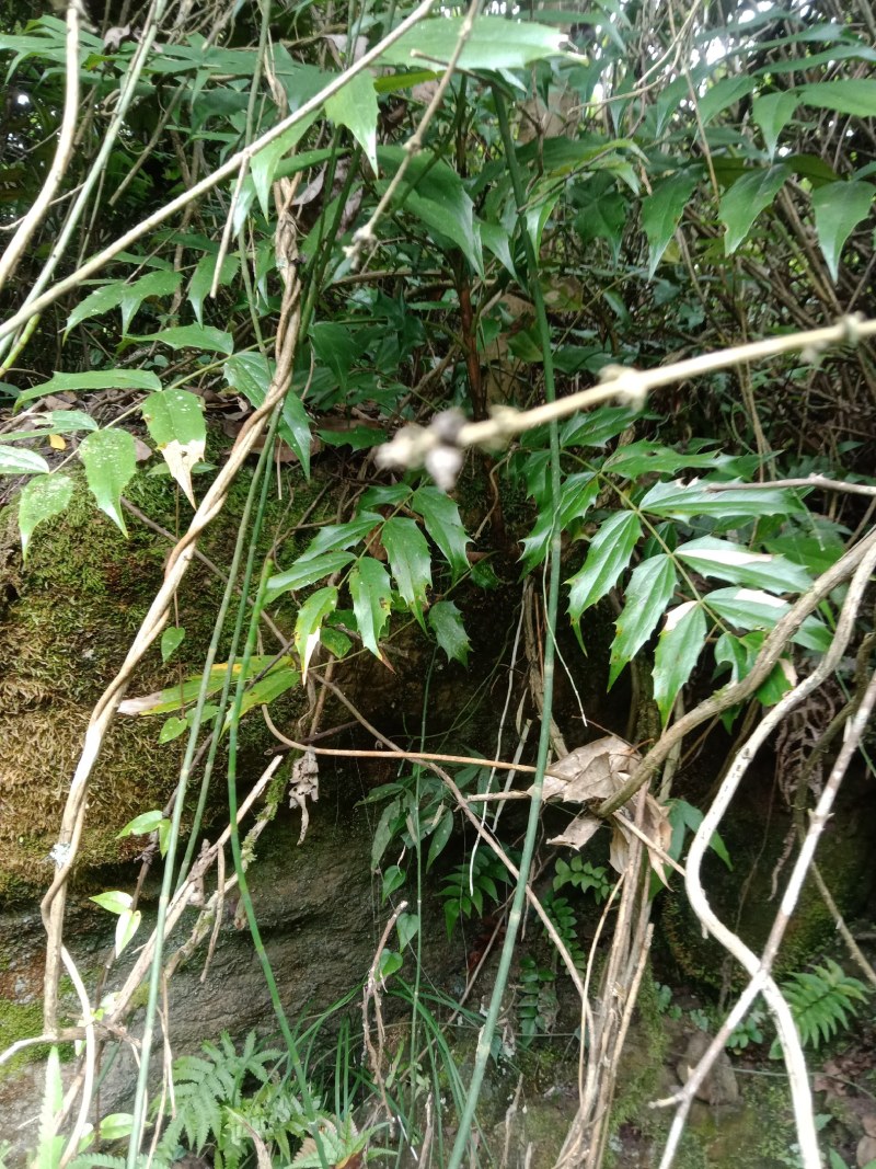 刺黄连、十大功劳、功劳木、土黄连