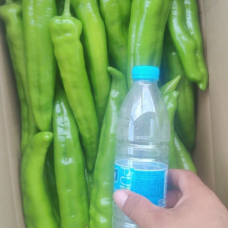 牛角尖椒大量上市了，品种繁多，冷库等一条龙服务