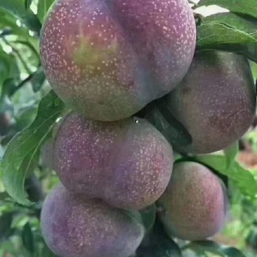 半边红李子