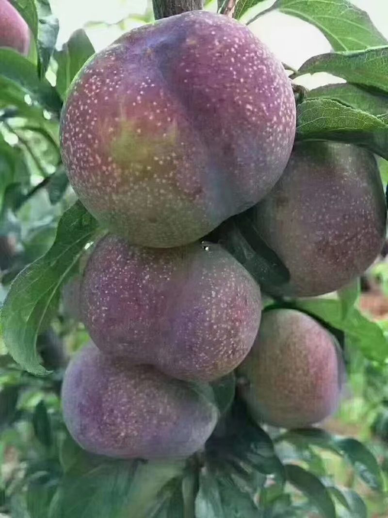 半边红李子