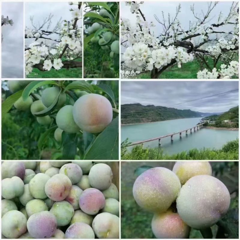 半边红李子
