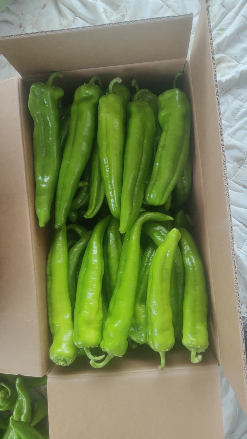 牛角尖椒大量上市了，品种繁多，冷库等一条龙服务