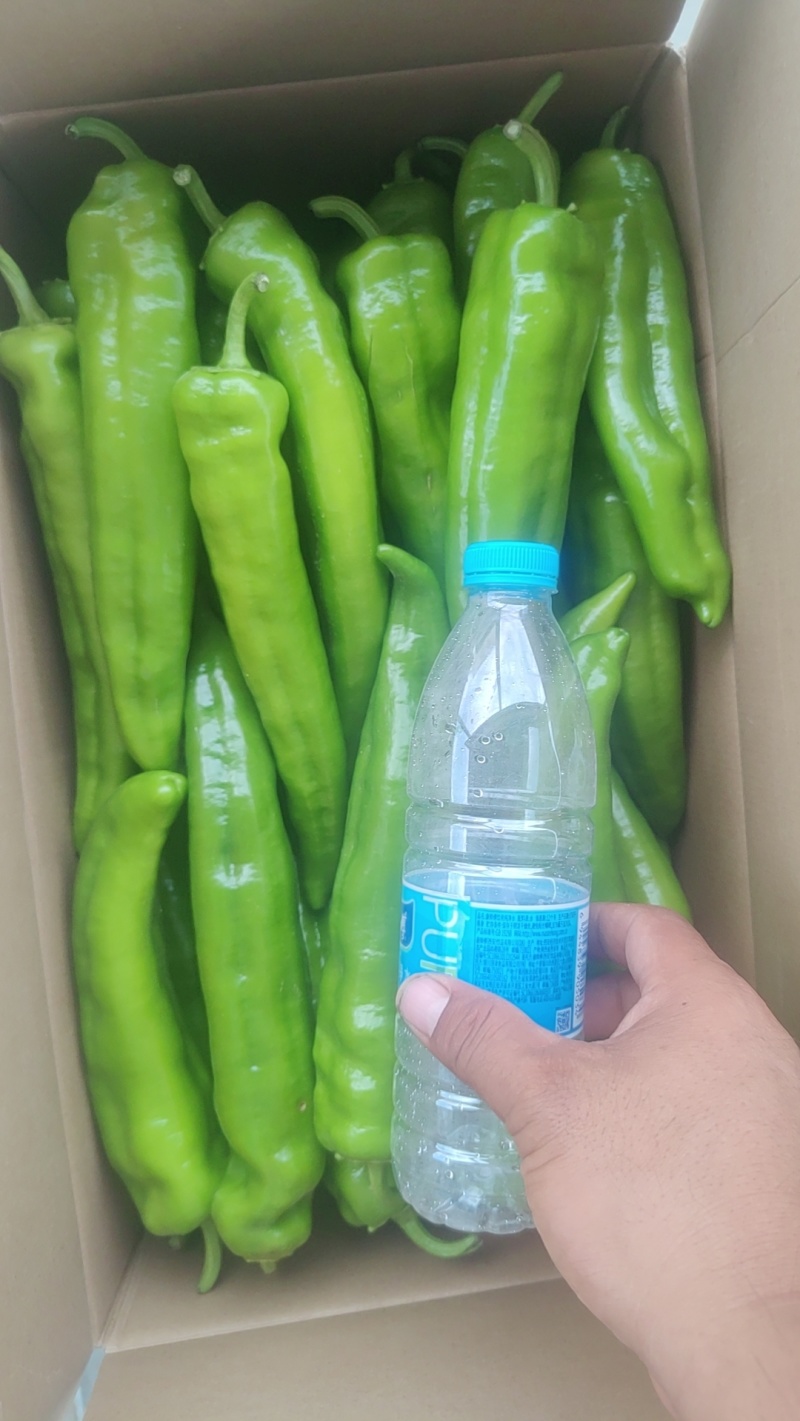 牛角尖椒大量上市了，品种繁多，冷库等一条龙服务