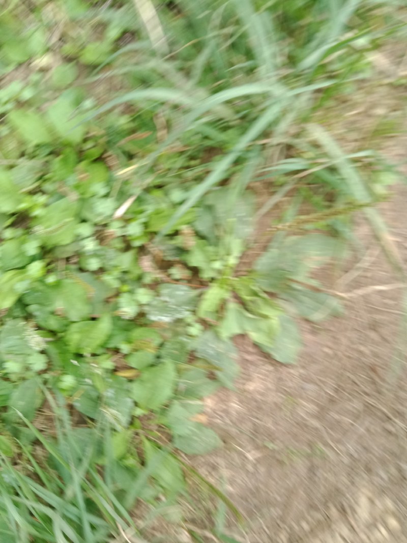车前草