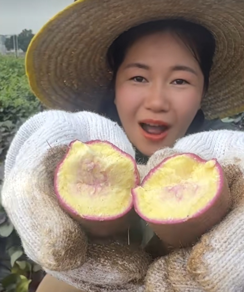 有冬季西瓜红薯与春季西瓜红薯直供