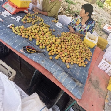 【商家推荐】新疆吊干杏产地直发货源充足可视频看货欢迎致电