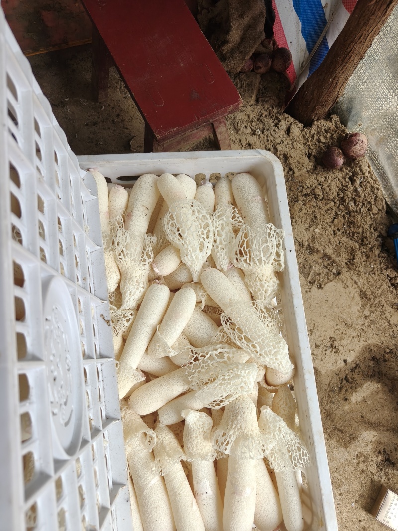 鲜花通货