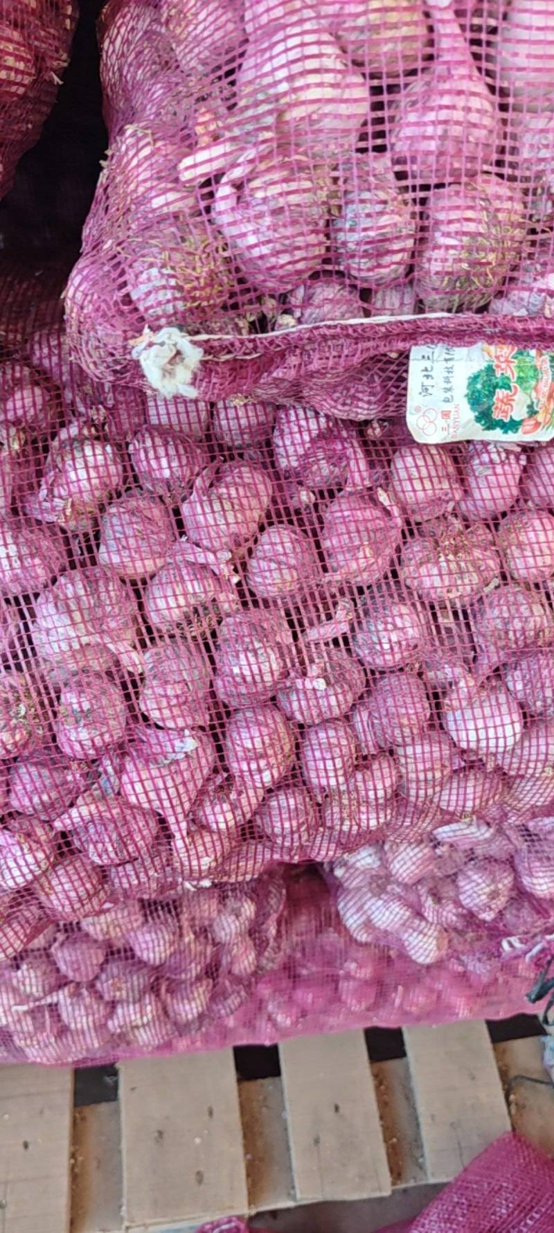 云南紫皮蒜红皮蒜紫皮蒜小果