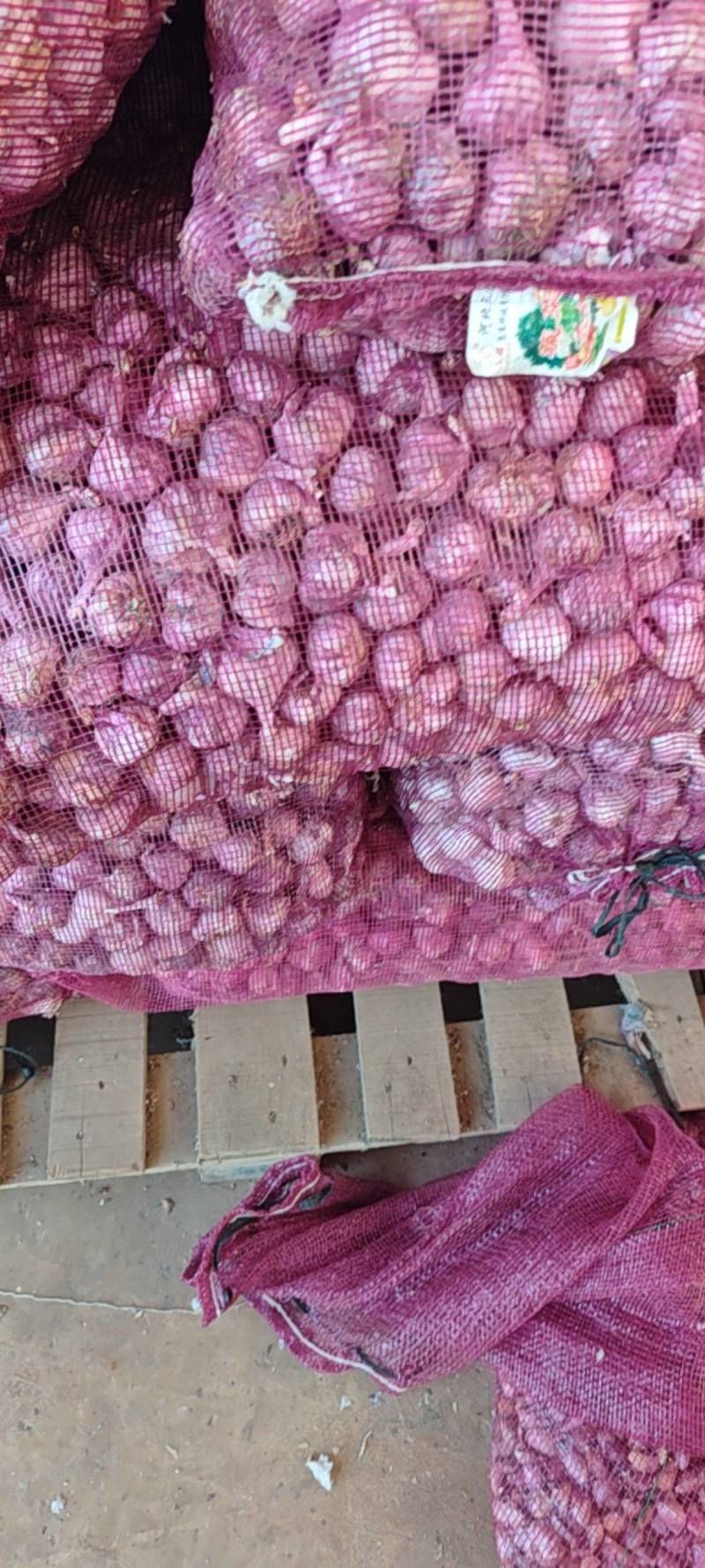 云南紫皮蒜红皮蒜紫皮蒜小果