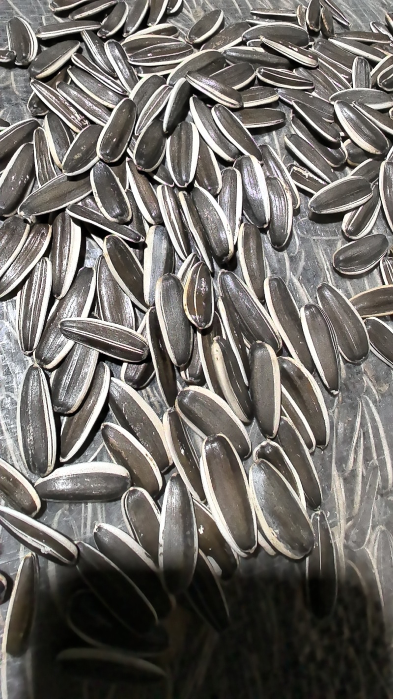瓜子