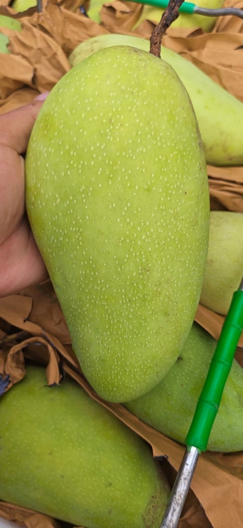 优质金煌（大青芒）电商货二级果