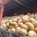 湖北盘龙204金韩密本老南瓜大量发货