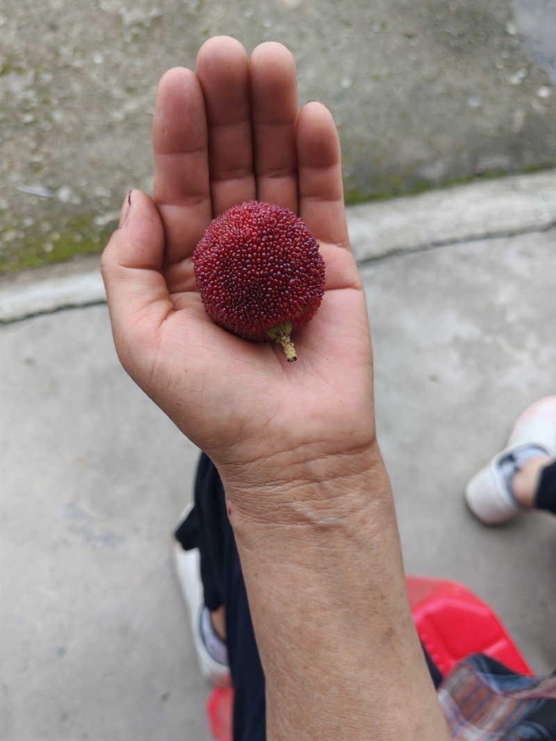 东魁杨梅‘