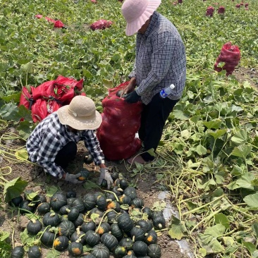 山东产地地爬贝贝南瓜新货粉面甜量大价格可谈