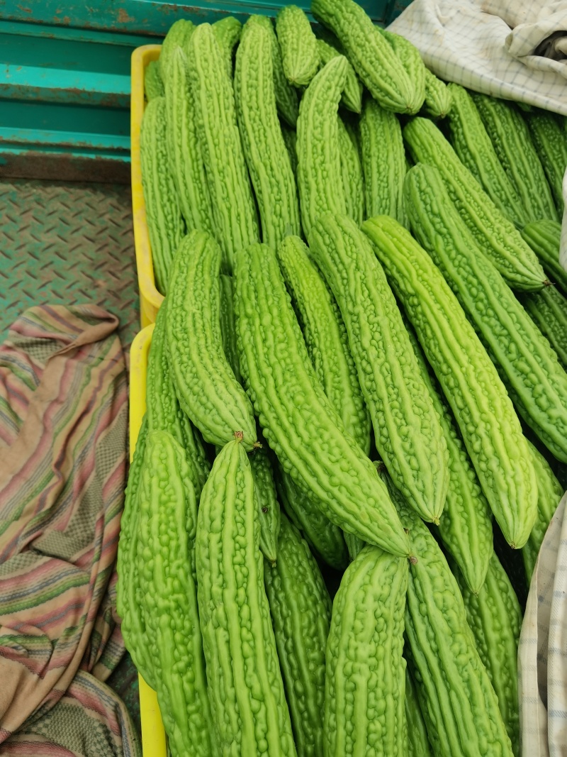 苦瓜常年供应，质量好，价格便宜有需要的朋友联系我