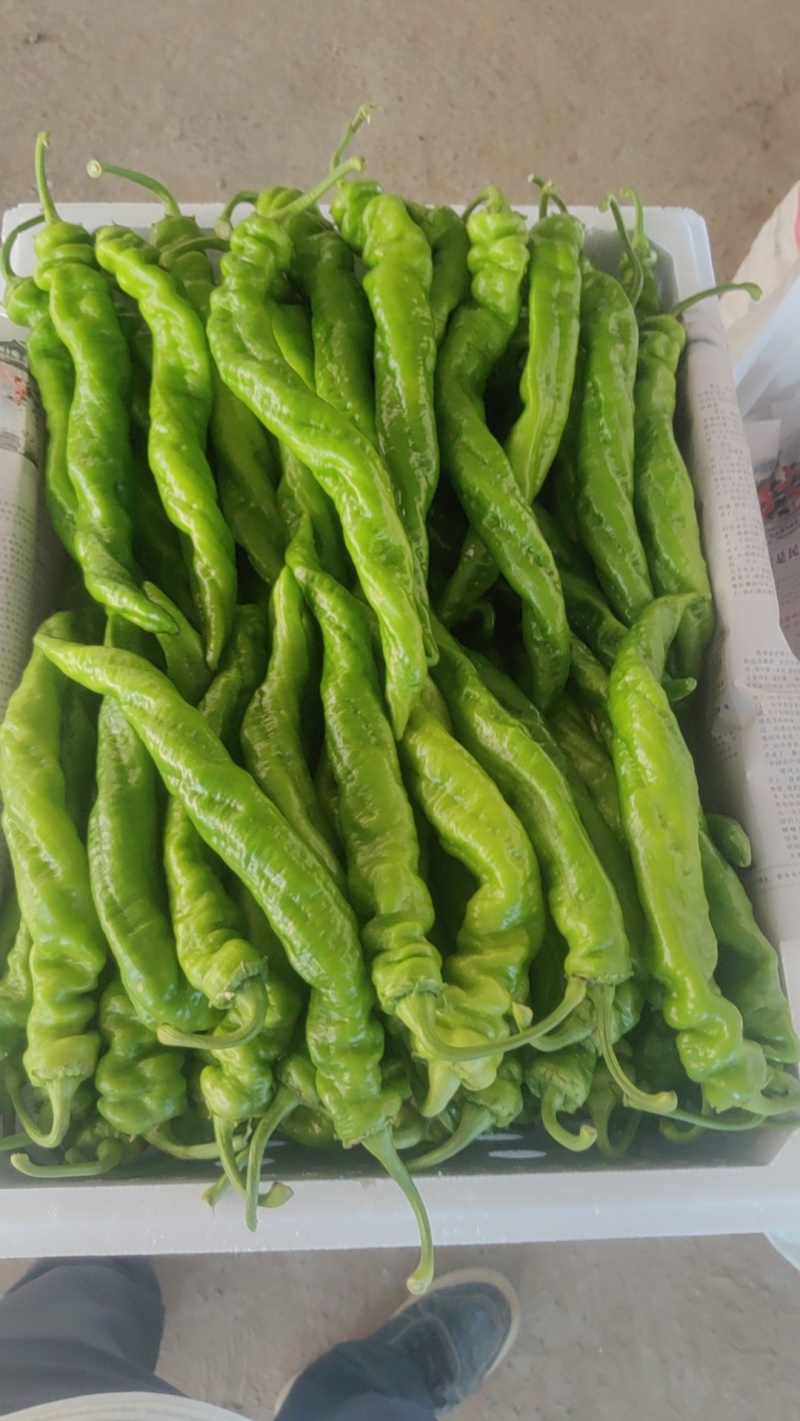 螺丝椒，龙椒，麻花椒等产品均已大量上市了，专业的工人冷库