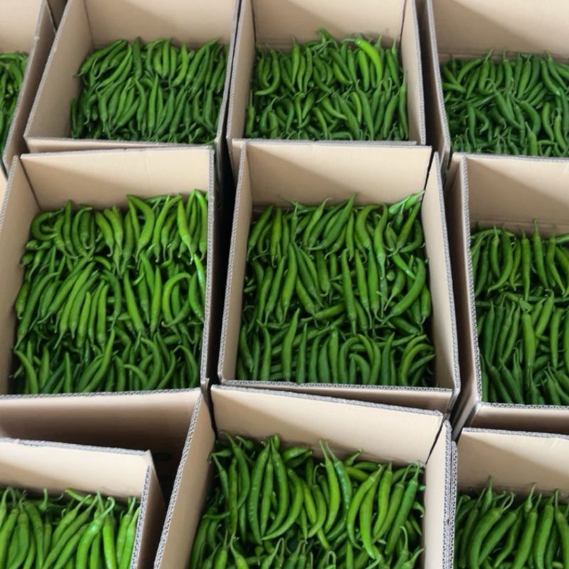 精品杭椒大量有货产地一手货源