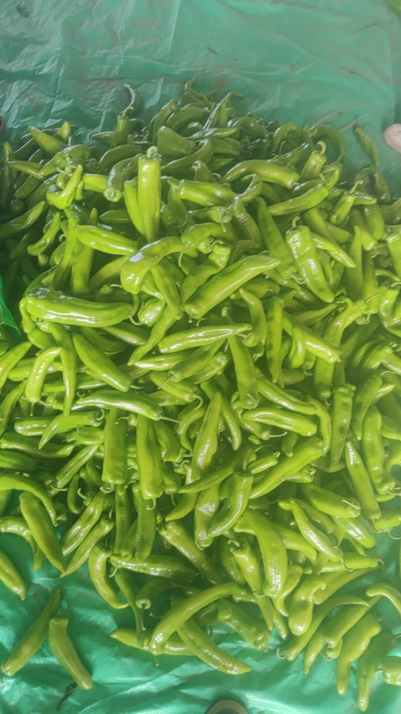 螺丝椒，龙椒，麻花椒等产品均已大量上市了，专业的工人冷库