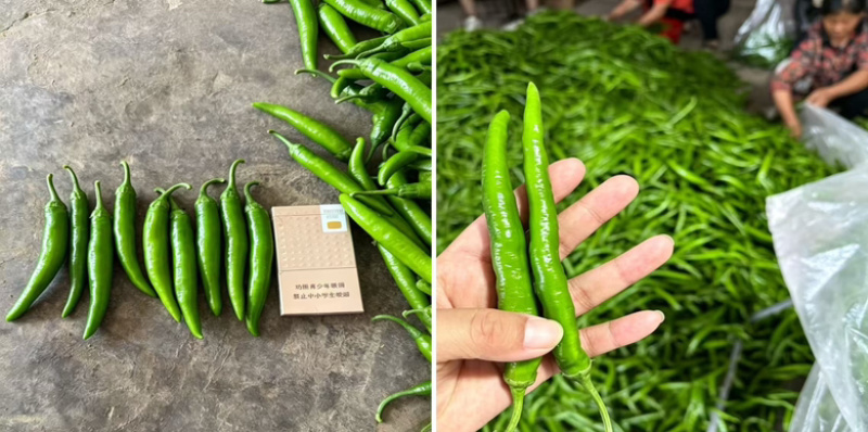 精品杭椒大量有货产地一手货源