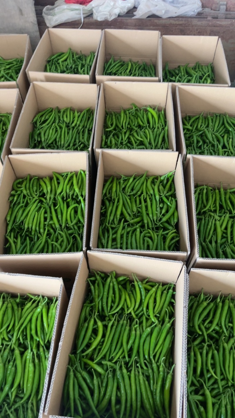 精品杭椒大量有货产地一手货源
