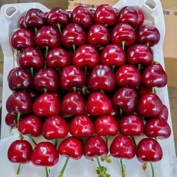 天水大樱桃现摘现发