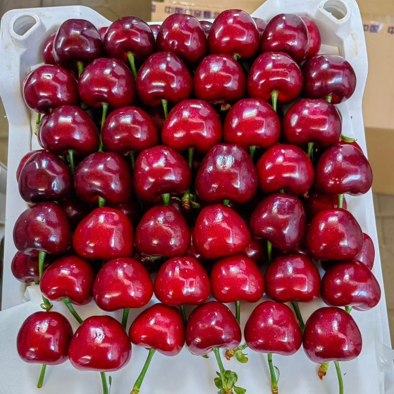 天水大樱桃现摘现发