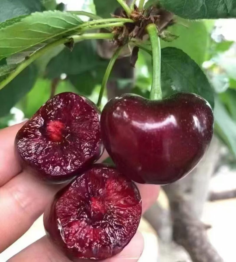 天水大樱桃现摘现发