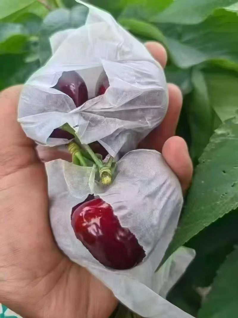 天水大樱桃现摘现发