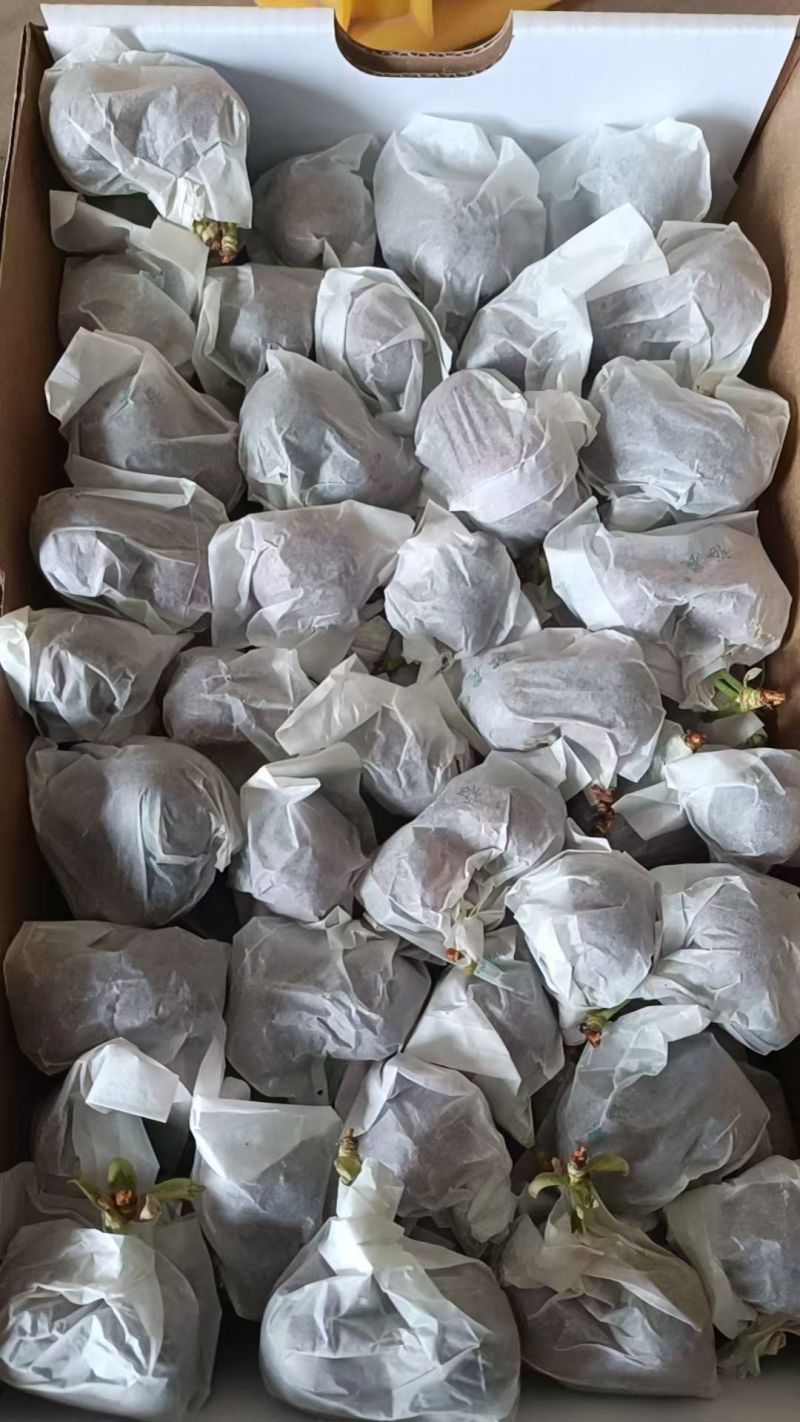 天水大樱桃现摘现发