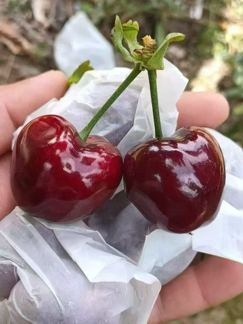 天水大樱桃现摘现发