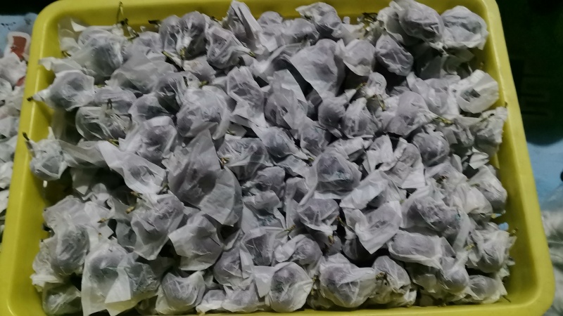 天水大樱桃现摘现发