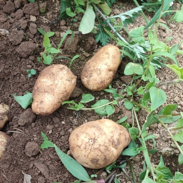 威宁黄心土豆
