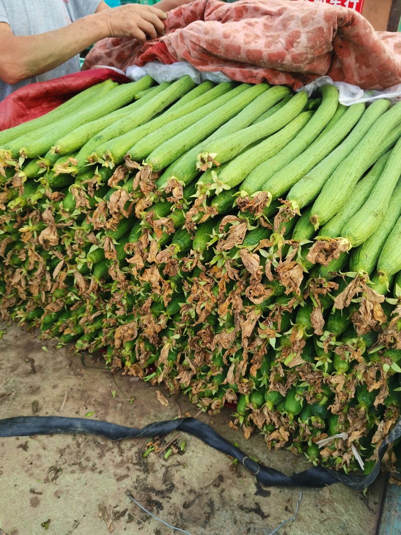 丝瓜