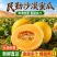 甘肃民勤沙漠蜜瓜脆甜黄河蜜瓜黄皮甜瓜应季新鲜孕妇