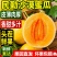甘肃民勤沙漠蜜瓜脆甜黄河蜜瓜黄皮甜瓜应季新鲜孕妇