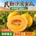 甘肃民勤沙漠蜜瓜脆甜黄河蜜瓜黄皮甜瓜应季新鲜孕妇