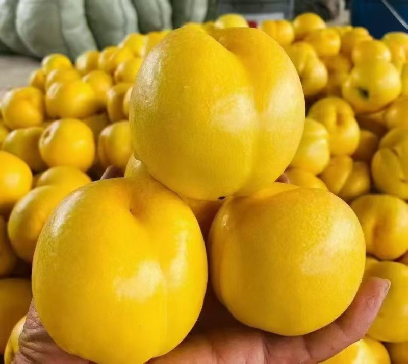 正宗山东蒙阴黄金油桃新鲜水果黄皮黄肉无毛脆甜爆汁直发
