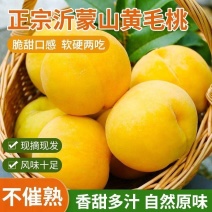正宗山东蒙阴黄心毛桃新鲜纯甜水果黄毛桃黄金毛桃【现摘现发