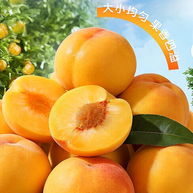 正宗山东蒙阴黄心毛桃新鲜纯甜水果黄毛桃黄金毛桃【现摘现发