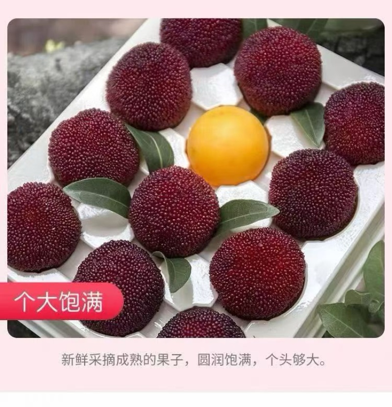 仙居杨梅