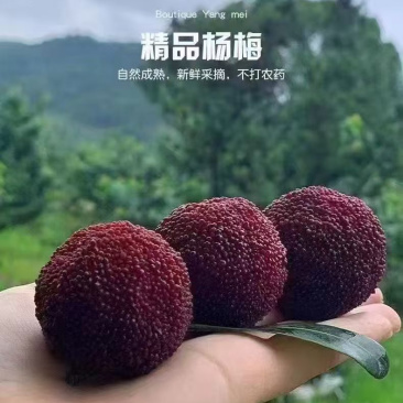 仙居杨梅