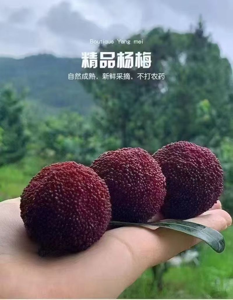 仙居杨梅