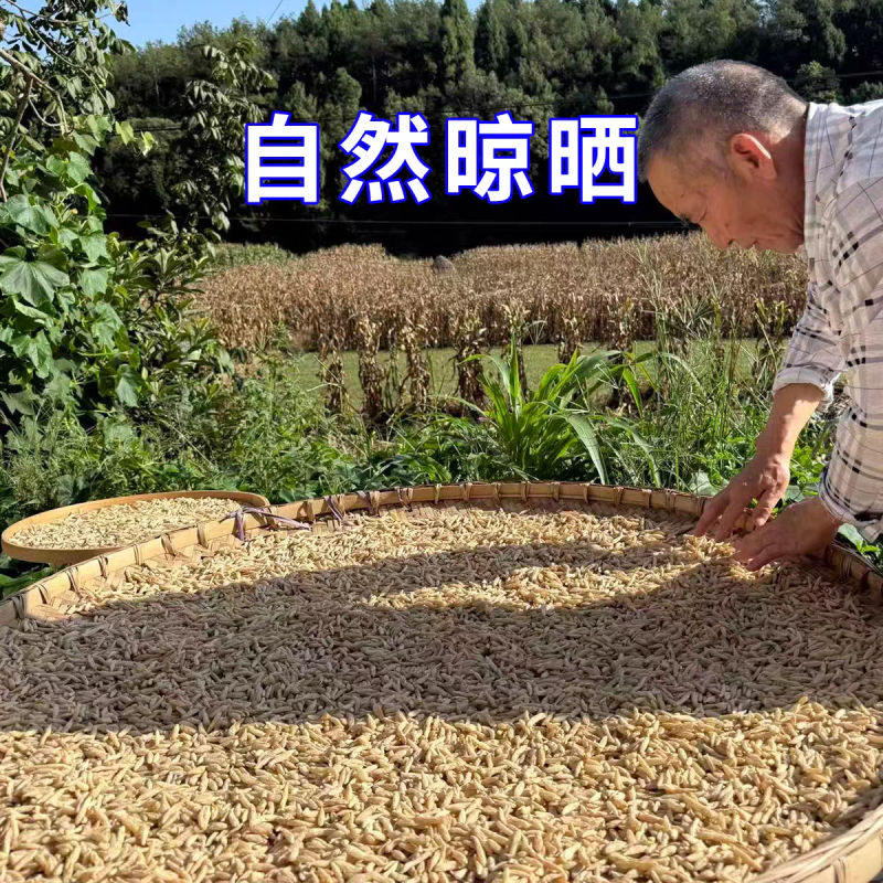 正品四川麦冬养生中药材正宗野生天然绵阳麦冬泡水煲汤无硫