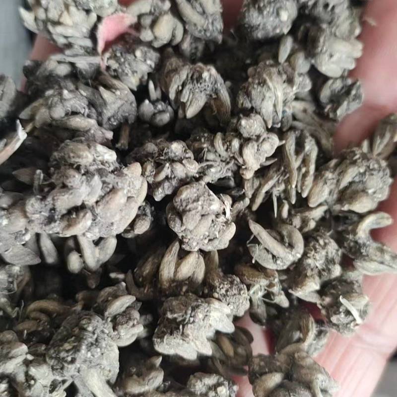 纯货小货尖抓，河南信阳产地直发，猫抓草