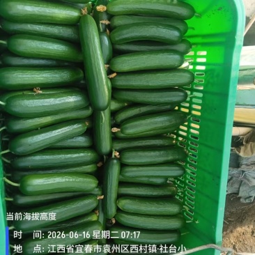 江西宜春袁州区精品大棚水果黄瓜，脆甜生吃，地头现摘整车批