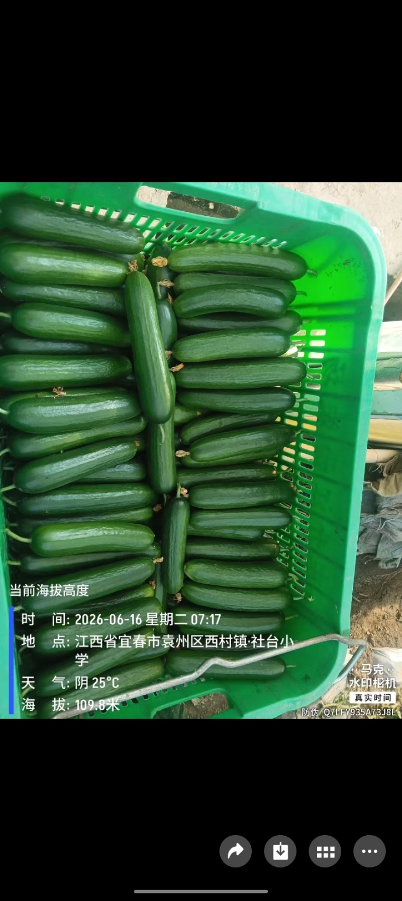 江西宜春袁州区精品大棚水果黄瓜，脆甜生吃，地头现摘整车批